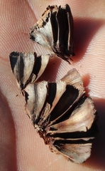 Leucadendron chamelaea