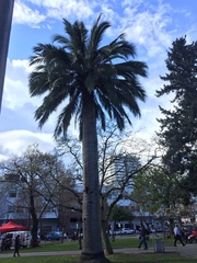Jubaea chilensis