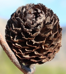 Leucadendron chamelaea