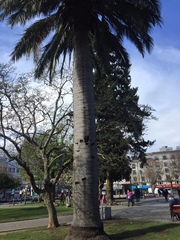 Jubaea chilensis
