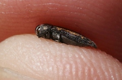 Acmaeodera neoneglecta