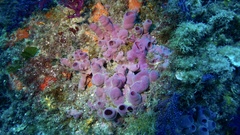 Haliclona mediterranea