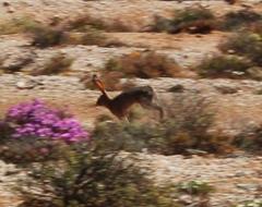 Lepus capensis