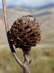 Leucadendron chamelaea