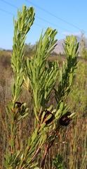 Leucadendron chamelaea