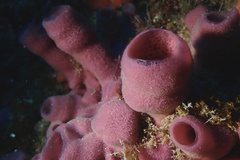 Haliclona mediterranea