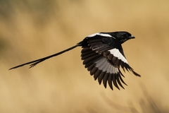 Lanius melanoleucus melanoleucus