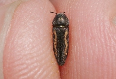 Acmaeodera neoneglecta