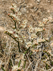 Eriogonum heermannii clokeyi