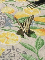 Iphiclides podalirius