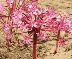 Brunsvigia bosmaniae