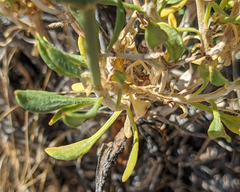 Eriogonum heermannii clokeyi