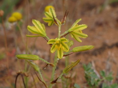 Albuca suaveolens