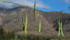 Lebeckia