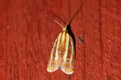 Sparganothis tristriata