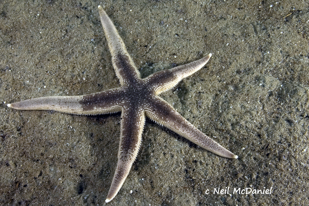 Sand Star