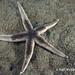 Sand Star - Photo (c) Neil McDaniel, some rights reserved (CC BY-NC), uploaded by Neil McDaniel