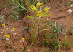 Albuca suaveolens
