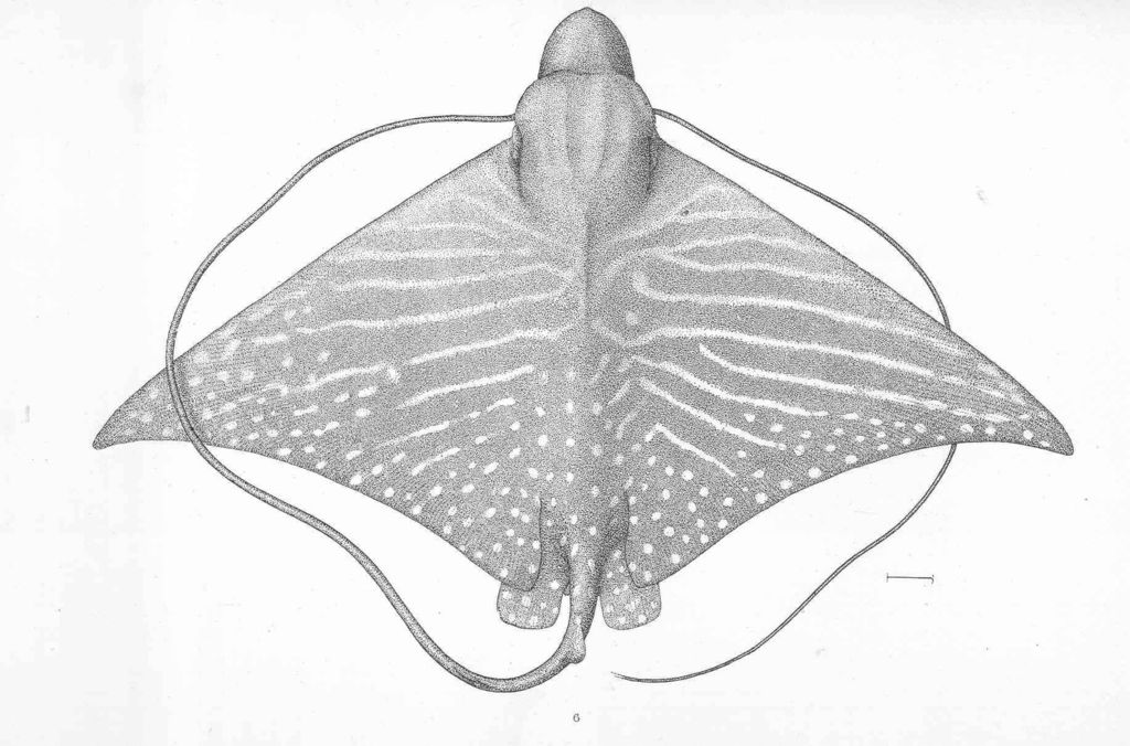Roughskin Bullray