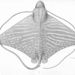 Roughskin Bull Ray - Photo 
Gilbert, Charles H., no known copyright restrictions (public domain)