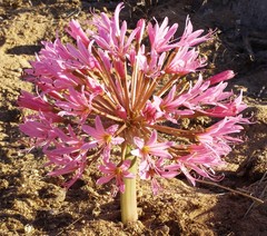 Brunsvigia bosmaniae