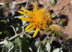 Berkheya fruticosa