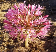 Brunsvigia bosmaniae