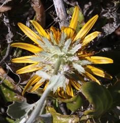 Berkheya fruticosa