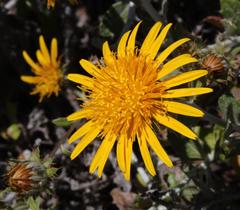 Berkheya fruticosa