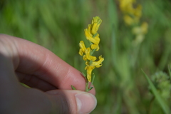 Corydalis micrantha