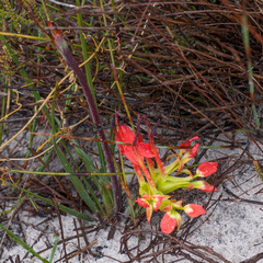 Babiana ringens australis