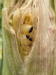 Caplothorax lugubris