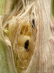 Caplothorax lugubris