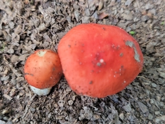 Russula pusilla