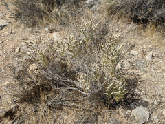 Eriogonum heermannii clokeyi