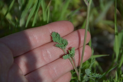 Corydalis micrantha