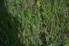 Corydalis micrantha