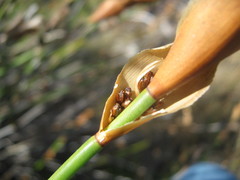 Elegia racemosa