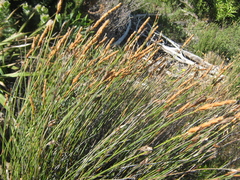 Elegia racemosa