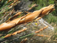 Elegia racemosa