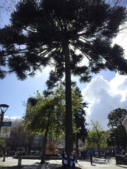 Araucaria angustifolia