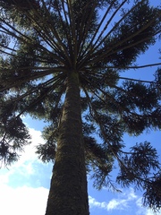Araucaria angustifolia