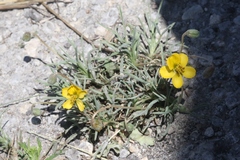 Senna pumilio