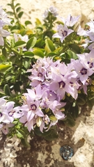 Campanula versicolor tenorei