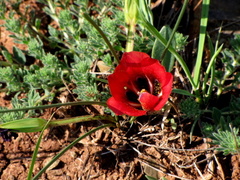 Romulea monadelpha