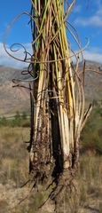 Schoenus compar