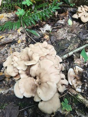 Lentinellus cochleatus