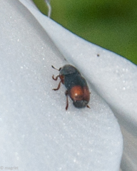 Urodontinae