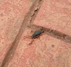 Centruroides ornatus