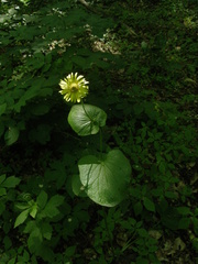 Doronicum macrophyllum